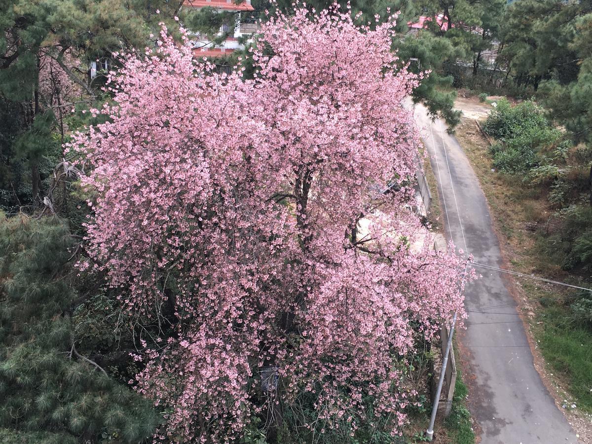 Orange Homestay Шилонг Екстериор снимка